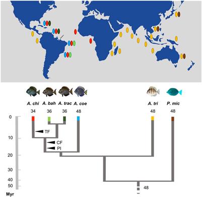 Corrigendum: Evolutionary tracks of chromosomal diversification in surgeonfishes (Acanthuridae: Acanthurus) along the world’s biogeographic domains